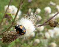Wollgras im Oppenweher Moor