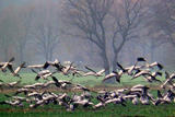 Kranichabflug Oppenweher Moor