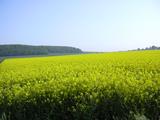 Raps vor Stemweder Berg