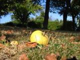 Apfel auf Gras