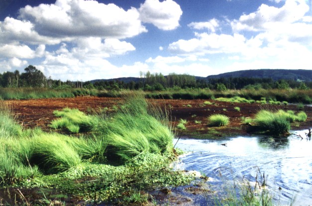 Hiller Moor 2