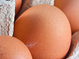 Eier