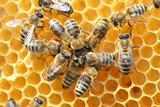 Bienen