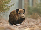 Wildschwein im Wald