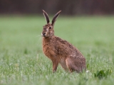 Hase