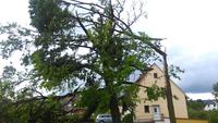 Umgeknickter Baum in Minden-Mei�en