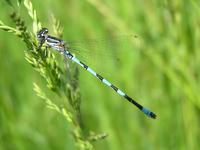 Libelle