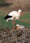 Storch