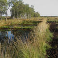 Hiller Moor