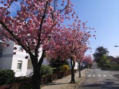 Stra�enb�ume in L�bbecke