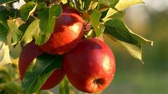 Geschmackvolle Boten des nahenden Herbstes: Reife &Auml;pfel