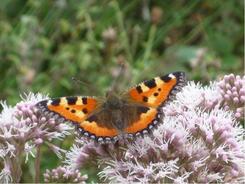 Schmetterling