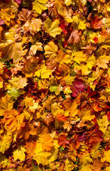 Herbstlaub