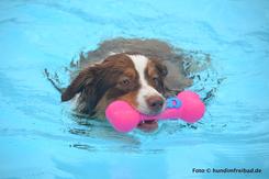 Auf den Hund gekommen: Das Freibad Gehlenbeck