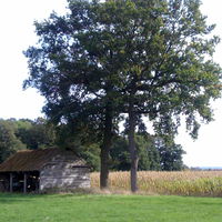 Bild vergr��ern: Frese, Alexandra, Feld in Arrenkamp