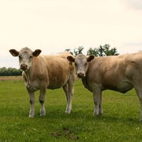 Bild vergr��ern: Hegerfeld, Bettina, Niedermehner Rindvieh 25.05.2015