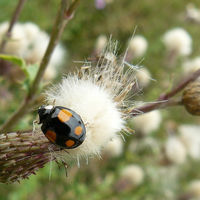 Wollgras im Oppw Moor