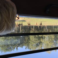 Bild vergr��ern: 19-08 Familienausflug Serengeti Park 2