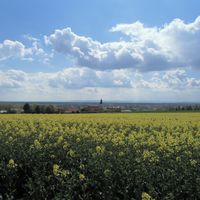 Bild vergr��ern: Siebe, Siegward, Rapsfeld mit Wehdemer Kirche (2)