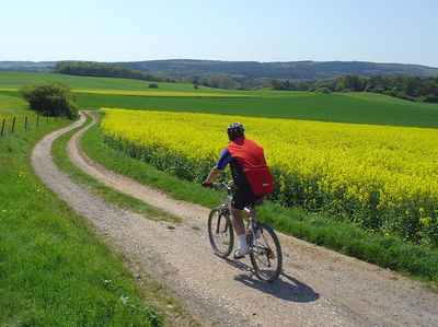 Radfahrer am Rapsfeld