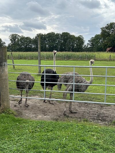 ZWAR-�berraschungstour zur Strau�enfarm Tonnenheide