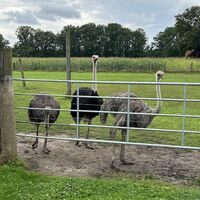 Bild vergr��ern: ZWAR-Tour zur Strau�enfarm
