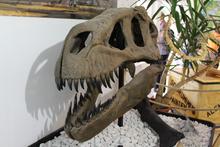Ausstellung The BIG 5