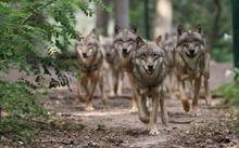 Wolfcenter D&ouml;verden