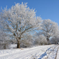 Bild vergr��ern: 20210213-Schnee auf dem Weg zum D�hrener Storchenblick