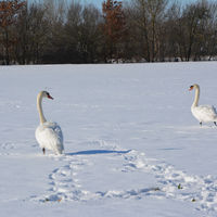 Bild vergr��ern: 20210212-Schw�ne auf der D�hrener Geest