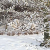 Bild vergr��ern: Winter 2021 Hopfenberg 05