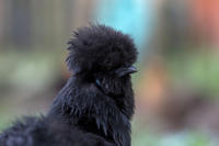 Seidenhuhn