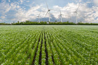 Wind electric turbines in field