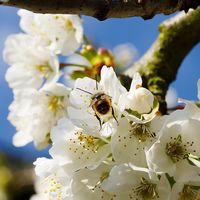 bee-4149569_1920
