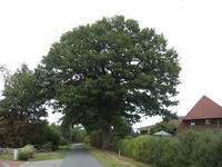 Eiche in Hille