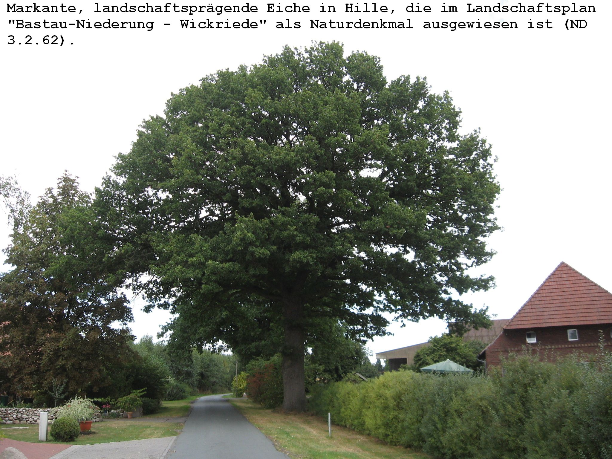 Eiche in Hille