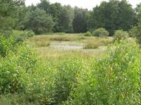 Wei�es Moor Rahden
