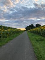 Sonnenblumen Klimafest