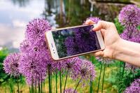 allium-g68460737e_640
