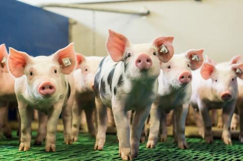 Schwein