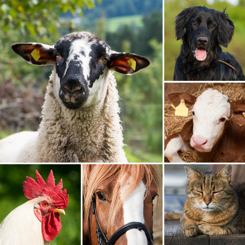 Tiere
