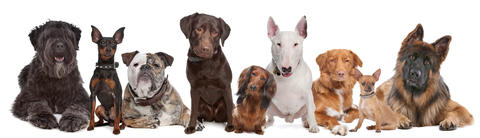 Hunde