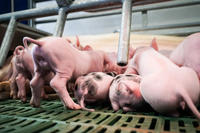 Schwein