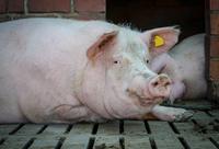 Schwein
