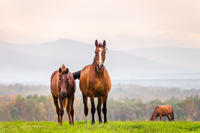 Pferd