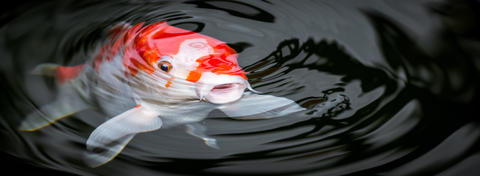 Fisch