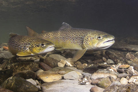 Fische