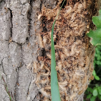 Eichenprozessionsspinner-Nest