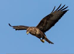 M�usebussard im Flug