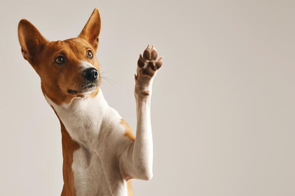 hund_basenji